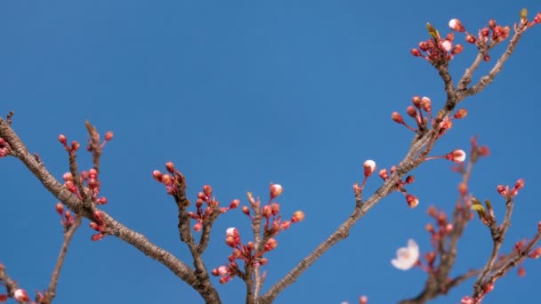 Άνοιξη sakura ροζ λουλούδι ανθίζοντας υποκατάστημα — Αρχείο Βίντεο