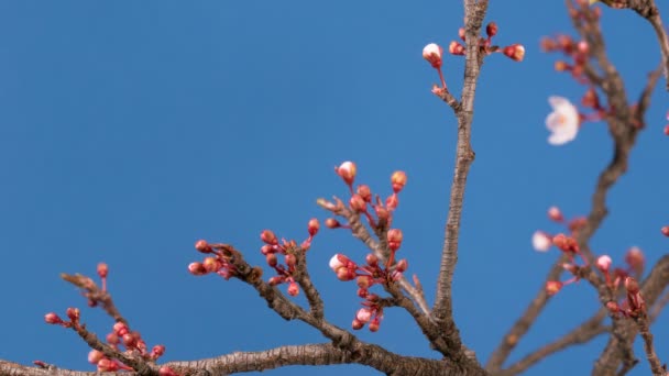 Frühling Sakura rosa Blume blühender Zweig — Stockvideo