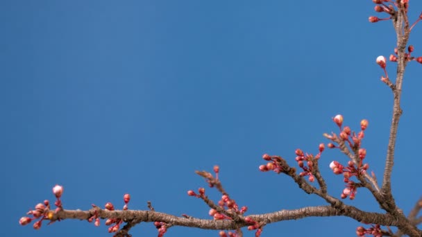 Spring sakura pink flower blossoming branch — Stock Video