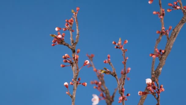 Primavera sakura rosa flor florecimiento rama — Vídeos de Stock
