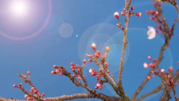 Primavera sakura flor rosa ramo florescente — Vídeo de Stock