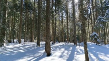 Ladin ormandaki bir kış sabahı