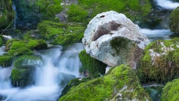 Floden nedgången bland mossiga stenar — Stockvideo