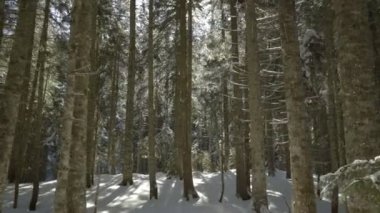 Sabah yürüyüşe Ladin ormanın içinde. Dağlarda kış.