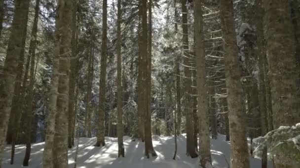 Morning walk in the spruce forest. Winter in the mountains. — Stock Video