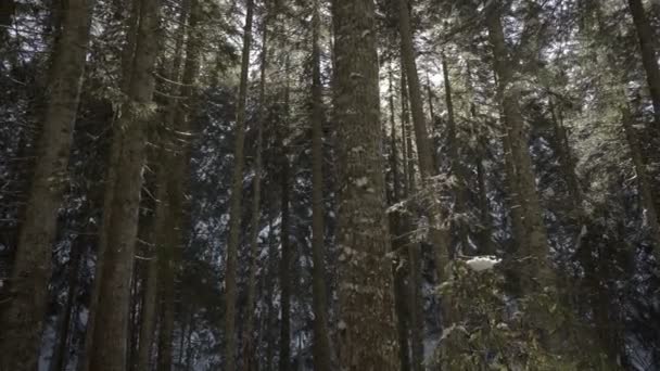 Morgenspaziergang im Fichtenwald. Winter in den Bergen. — Stockvideo