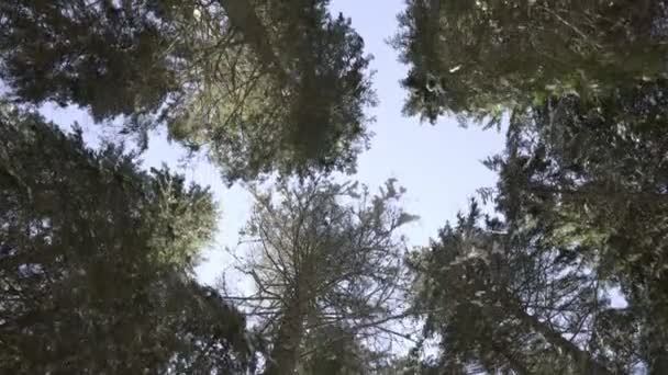 Passeio matinal na floresta de abetos. Inverno nas montanhas . — Vídeo de Stock