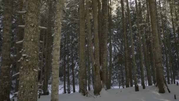 Morning walk in the spruce forest. Winter in the mountains. — Stock Video