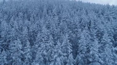 karla kaplı çam ormanı içinde güneş battıktan sonra uçuş