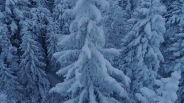karla kaplı çam ormanı içinde güneş battıktan sonra uçuş