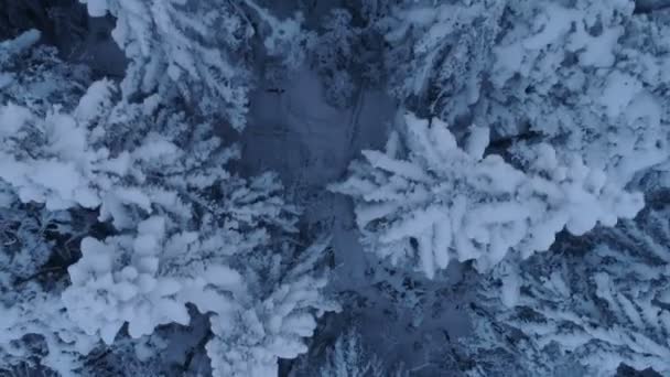 Voo sobre a floresta de abetos coberta de neve após o pôr-do-sol — Vídeo de Stock