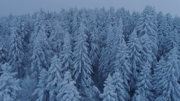 Flug über den schneebedeckten Fichtenwald nach Sonnenuntergang — Stockvideo