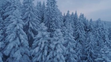 karla kaplı çam ormanı içinde güneş battıktan sonra uçuş