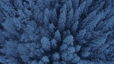 karla kaplı çam ormanı içinde güneş battıktan sonra uçuş