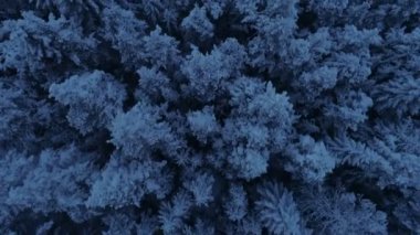 karla kaplı çam ormanı içinde güneş battıktan sonra uçuş