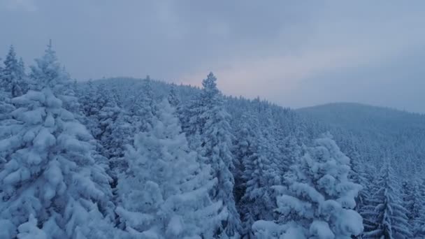 Volo sulla foresta di abeti rossi innevata dopo il tramonto — Video Stock