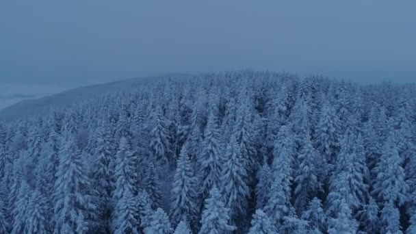 Voo sobre a floresta de abetos coberta de neve após o pôr-do-sol — Vídeo de Stock