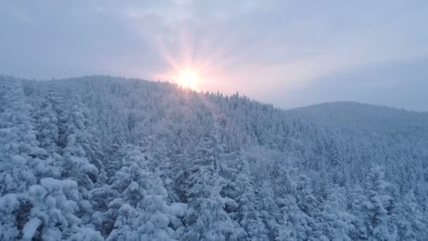 飞越白雪覆盖的云杉森林在黄金时段 — 图库视频影像