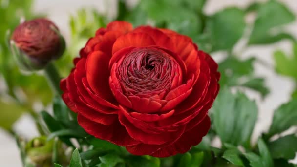 Opening red ranunculus flower — Stock Video