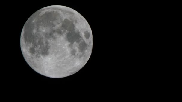 Vollmond und ein Vogel fliegen im Hintergrund des Mondes — Stockvideo