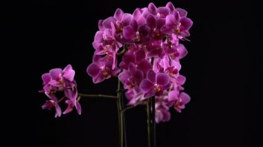 siyah arka plan üzerine mor mini orkide döner