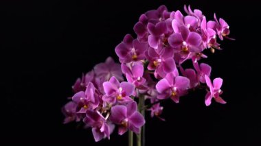 siyah arka plan üzerine mor mini orkide döner