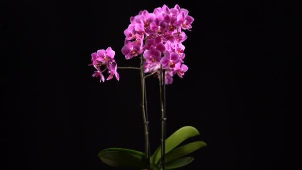 Fialové mini orchidej promění na černém pozadí — Stock video