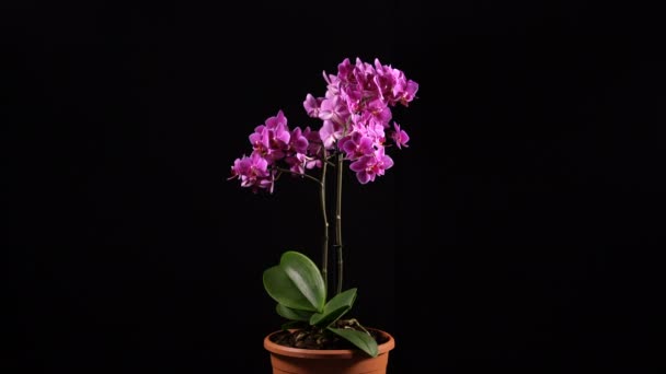 Viola mini orchidea gira su sfondo nero — Video Stock