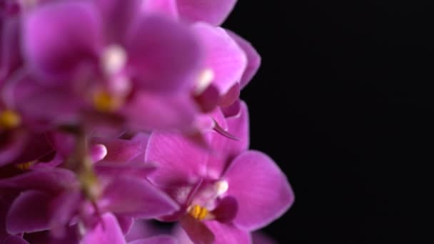 Siyah arka plan üzerine mor mini orkide döner — Stok video