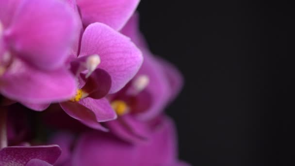 Roxo mini orquídea gira em fundo preto — Vídeo de Stock