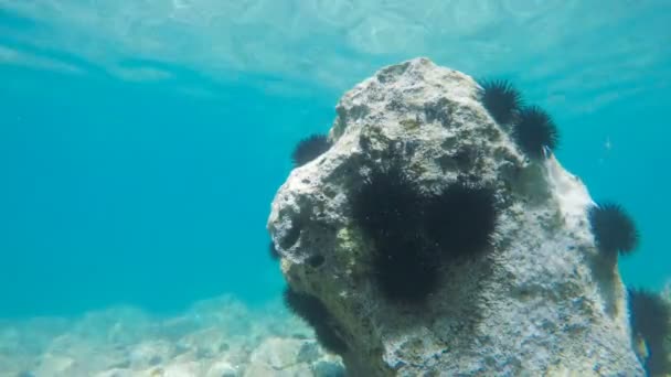 sea urchins in motion, time lapse