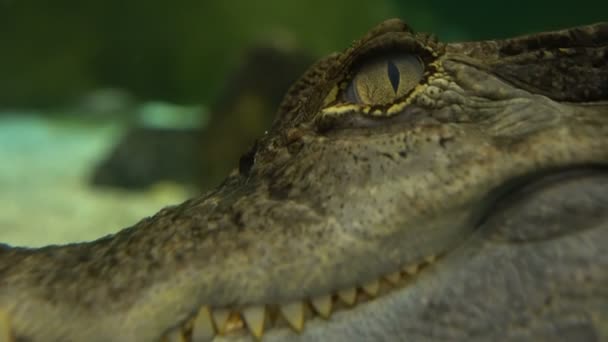 Спектральний ціман або Кайман крокодил — стокове відео