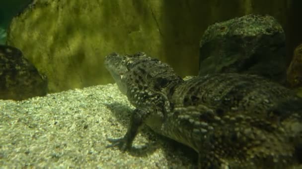 Skarvar kajman eller Caiman crocodilus — Stockvideo