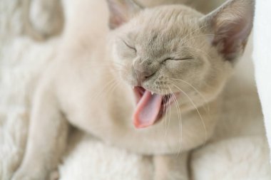 Bej renkli burma kedisi evde bir yastığa uzanıyor ve gülüyor.