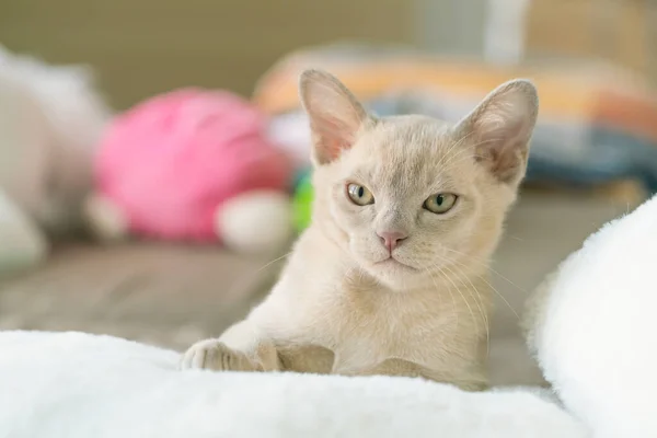 Beige burmese kitten terletak di bantal di rumah — Stok Foto