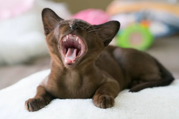 Kahverengi burma kedisi evde bir yastığa uzanıyor ve gülüyor. — Stok fotoğraf
