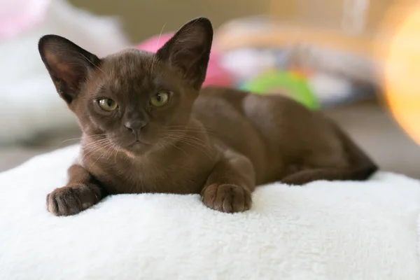 Brun burmesisk kattunge ligger på en kudde hemma — Stockfoto