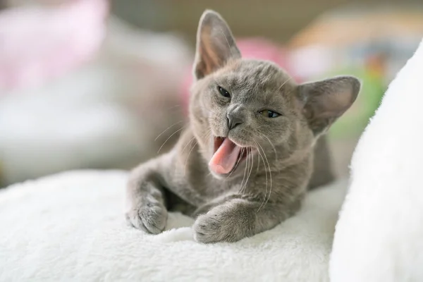 Gray burmese kitten lies on a pillow at home and laughs — Stock Photo, Image