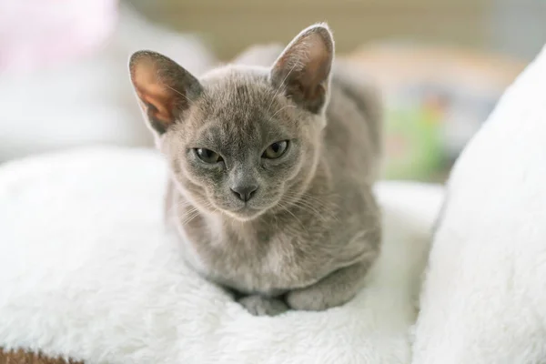 Kucing burmese abu-abu terletak di atas bantal di rumah — Stok Foto