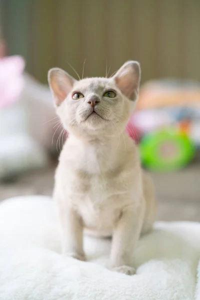 Beige burmese kitten terletak di bantal di rumah — Stok Foto