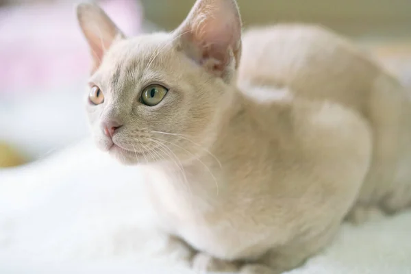 Beige burmese kitten lies on a pillow at home — Φωτογραφία Αρχείου