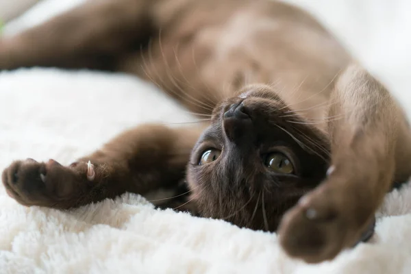 Коричневый бирманский котенок лежит на подушке дома — стоковое фото