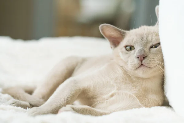Bej renkli burma kedisi evde bir yastığın üzerinde yatıyor. — Stok fotoğraf