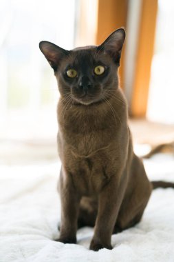 Kahverengi burmalı kedi yavrusu evde beyaz bir battaniyeye uzanıyor.