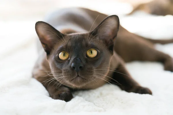 Brown burmese kitten lies on a white blanket at home — Φωτογραφία Αρχείου