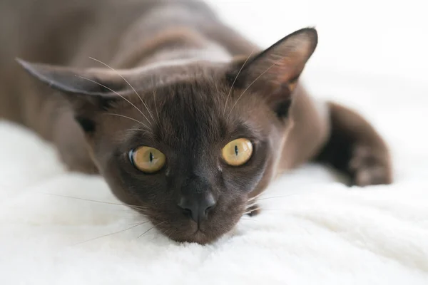 Braunes burmesisches Kätzchen liegt zu Hause auf einer weißen Decke — Stockfoto