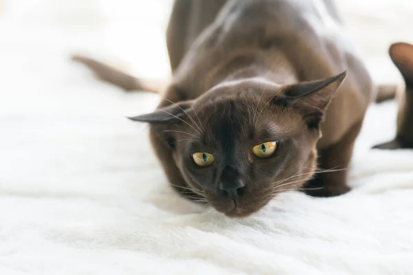 Braunes burmesisches Kätzchen liegt zu Hause auf einer weißen Decke — Stockfoto