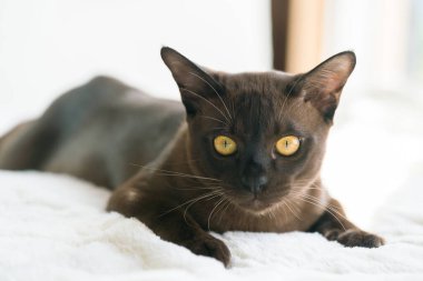 Kahverengi burmalı kedi yavrusu evde beyaz bir battaniyeye uzanıyor.