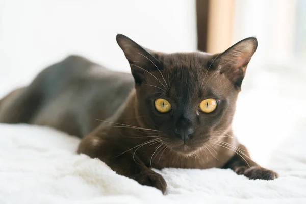 Brown burmese kitten lies on a white blanket at home — Φωτογραφία Αρχείου