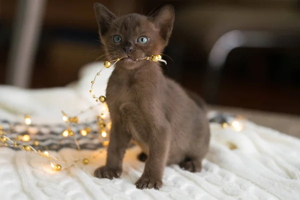 Brun burmesisk kattunge sitter på en vit tröja hemma — Stockfoto